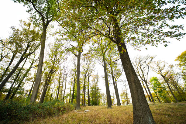 Tall rising trees in a forest in autumn stock photo