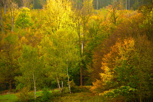 Colors of autumn stock photo