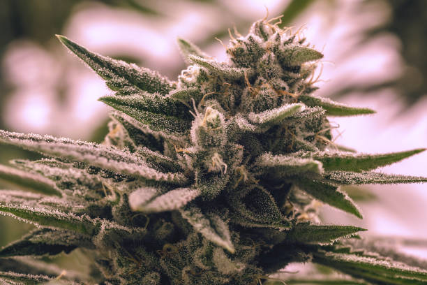 istock Gorilla Glue #4 - Live Plant Cannabis Bud Shot 869465706