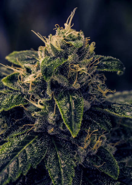istock Live Plant Cannabis Bud Shot 869466312
