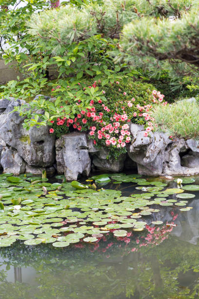 istock Orange Flowers Over Green Lily Pads 869466406