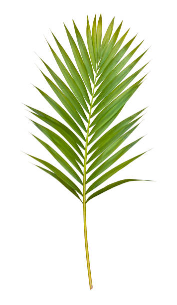Palm leaf isolated on white with clipping path Isolated on a pure white background, a single palm leaf is cut out and the file contains a clipping path to easily select it. The leaf can be used as a design element. tropical flower photos stock pictures, royalty-free photos & images
