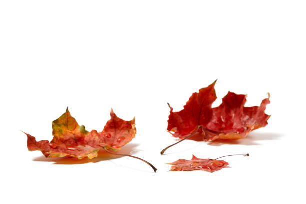 istock Autumn leaves with water drops 869471870