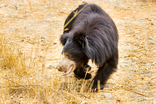 The sloth bear, also known as the labiated bear, is a nocturnal insectivorous species native to the Indian subcontinent.