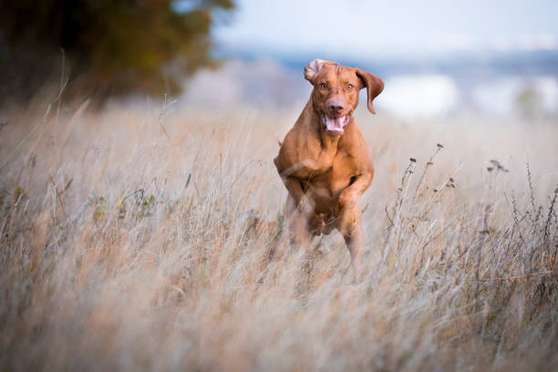 caption of flying running happy dog in autumn time