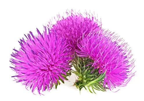 Milk thistle for dogs