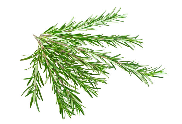 istock Sprigs of rosemary on a white background 869473914