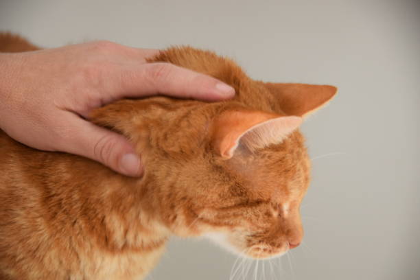 istock Person play with an adorable orange cat 869479230