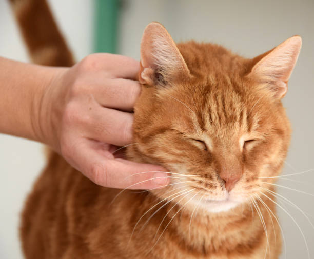istock Person play with an adorable orange cat 869479248