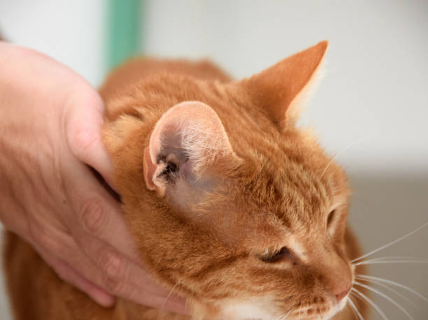 istock Person play with an adorable orange cat 869479258