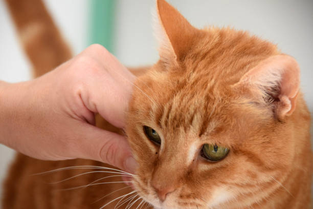 istock Person play with an adorable orange cat 869479260