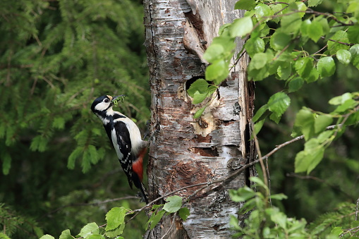 A great spotted woodpecker in Sweden