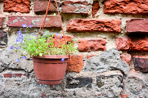 Flowers in pot against aged brick wall