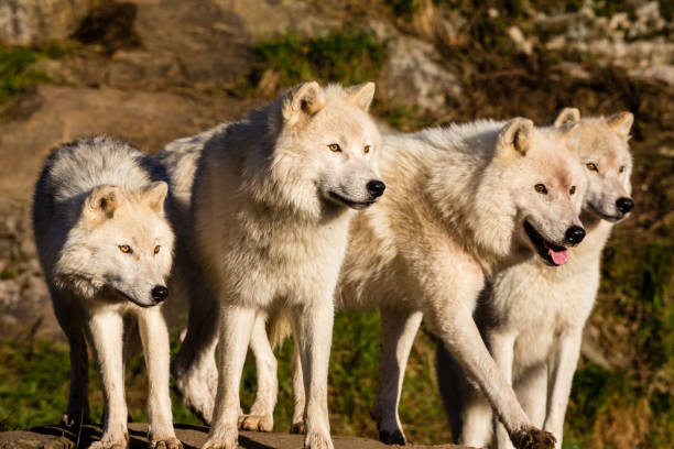 istock Arctic wolf, pictured in late autumn, north Quebec, Canada. 869482210