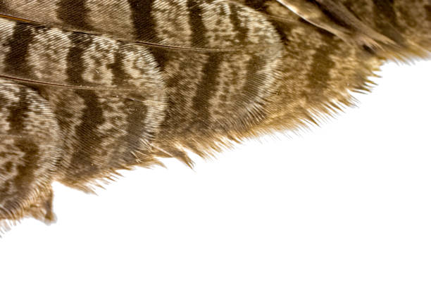 istock Great Horned Owl feathers close-up 869482506