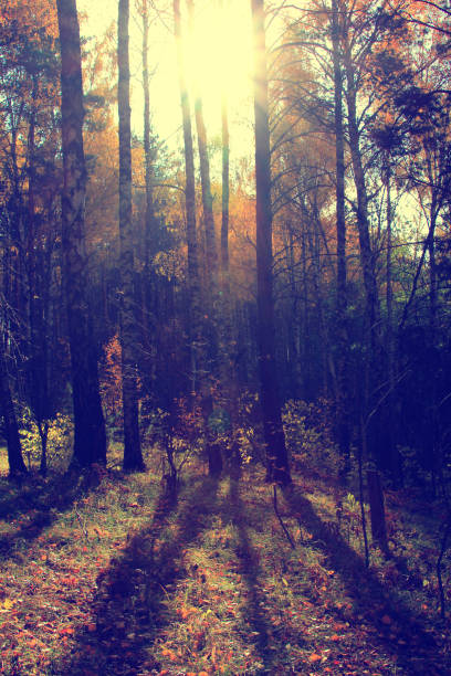 istock Magic of autumn forest 869482660