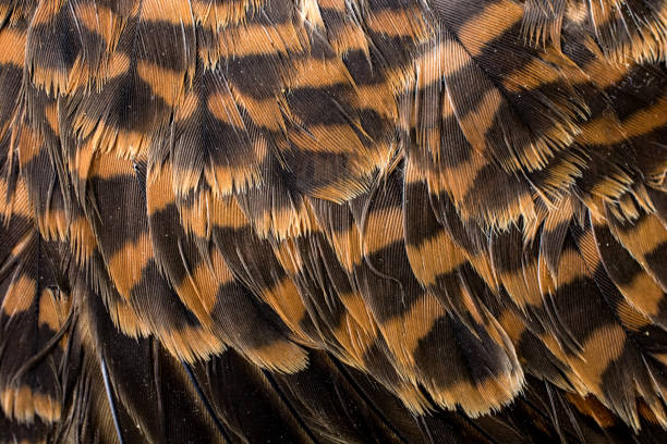 istock Colorful Kestrel or Sparrow hawk feathers close-up 869482762
