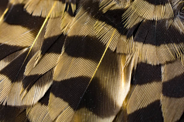 istock Colorful Nothern Flicker feathers close-up 869483870