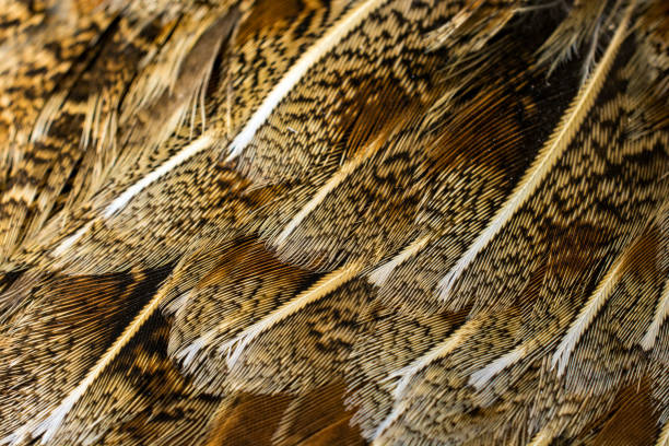 Hungarian or Gray partridge feathers close-up Hungarian or Gray partridge feathers close-up grey partridge perdix perdix stock pictures, royalty-free photos & images