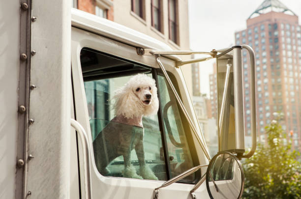 Cute dog looking out from a truck window, New York