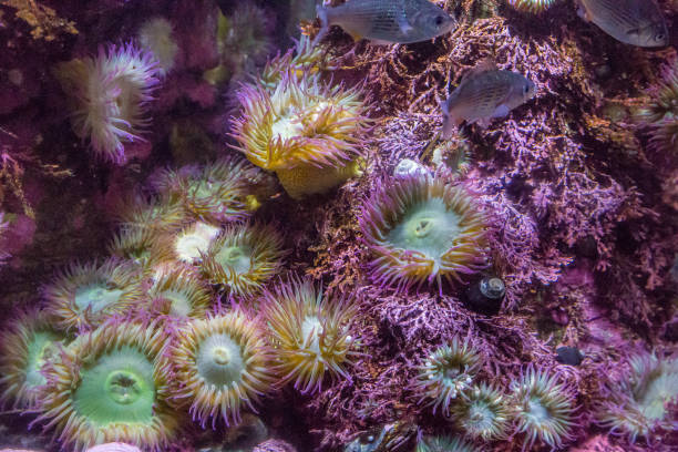 istock Purple Sea Anemones 869488638