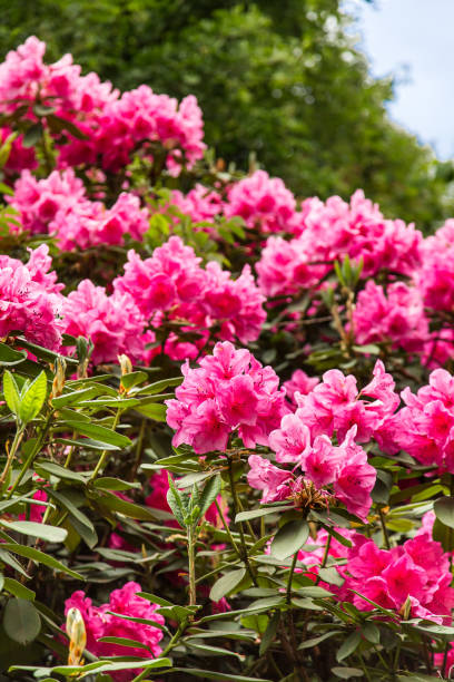 istock Shrub Full of Pink Rhodedendrons 869489566