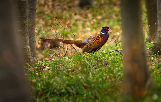 istock Male pheasant in the forest 869489944
