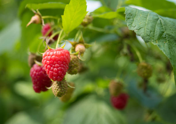 istock Fresh ripe and unripe Raspberry in the garden 869493296