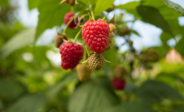 istock Fresh ripe and unripe Raspberry in the garden 869493318