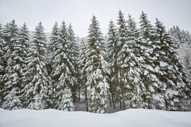 istock Winter landscape in the mountains 869495966