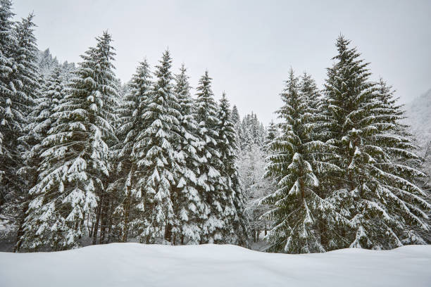 istock Winter landscape in the mountains 869495994