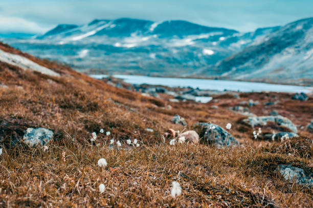 istock Norway severe landscape and small flowers 869496294