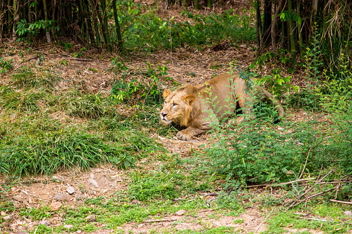 Asiatic Lion in a national park in India.