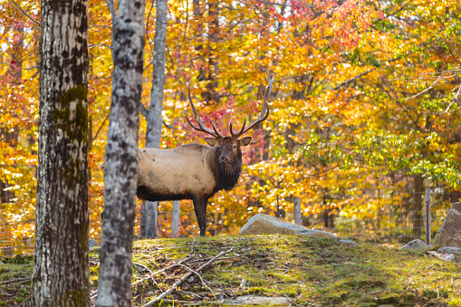 American or Canadian Elk shot in late autumn with fall colors in north Quebec Canada.