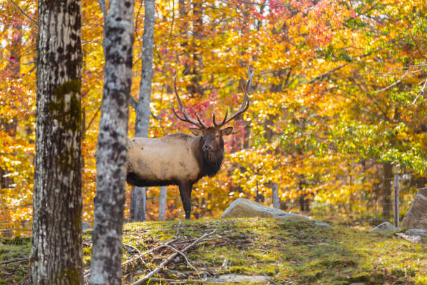 American or Canadian Elk. American or Canadian Elk shot in late autumn with fall colors in north Quebec Canada. bugling photos stock pictures, royalty-free photos & images