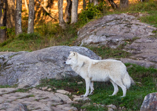 istock Arctic wolf, pictured in late autumn, north Quebec, Canada. 869499188
