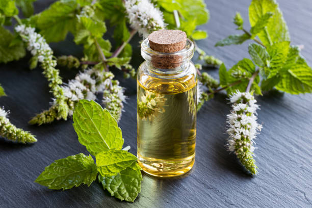 una botella de aceite esencial de menta - peppermint fotografías e imágenes de stock