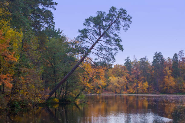 istock Autumn landscape, yellow-orange forest 869499776