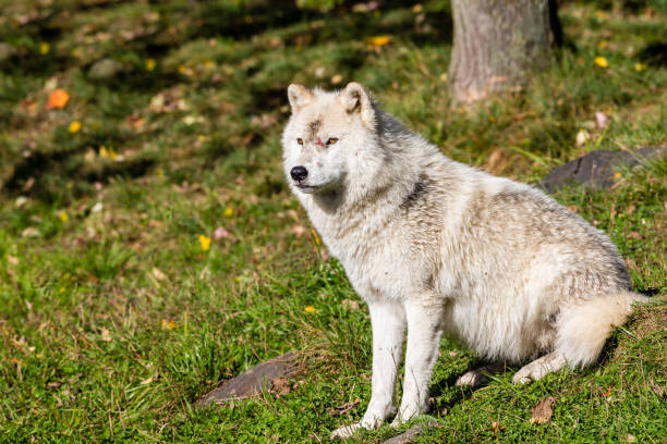 istock Arctic wolf, pictured in late autumn, north Quebec, Canada. 869502422