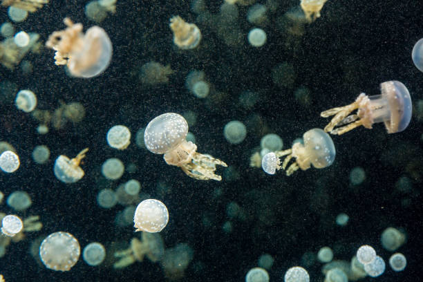 istock White Jellyfish in Tank 869502456