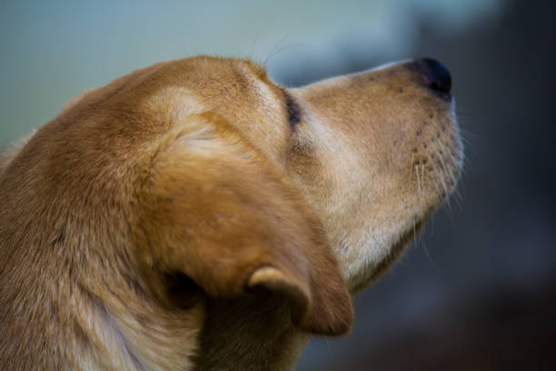 istock Brown's Dog Parador. 869503400