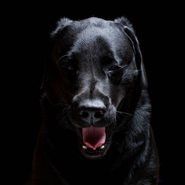 istock Black Labrador dog portrait on a black background 869506412