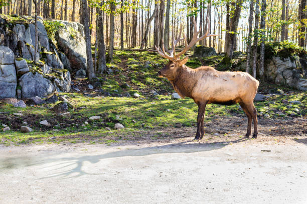 istock American or Canadian Elk. 869506462