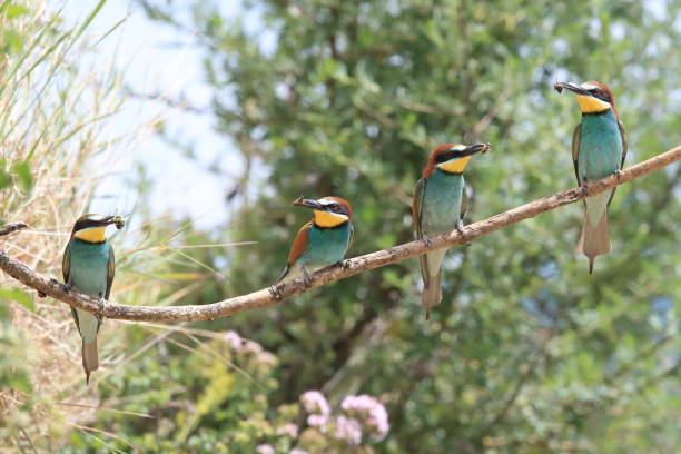 istock European bee-eater Baden Wuerttemberg 869507498