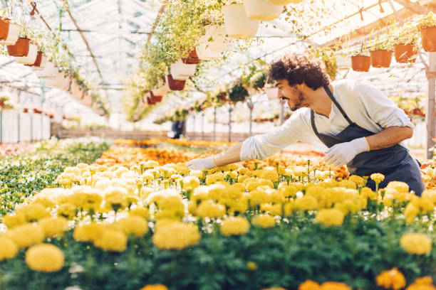 istock Gardener checking the flowers 869511268