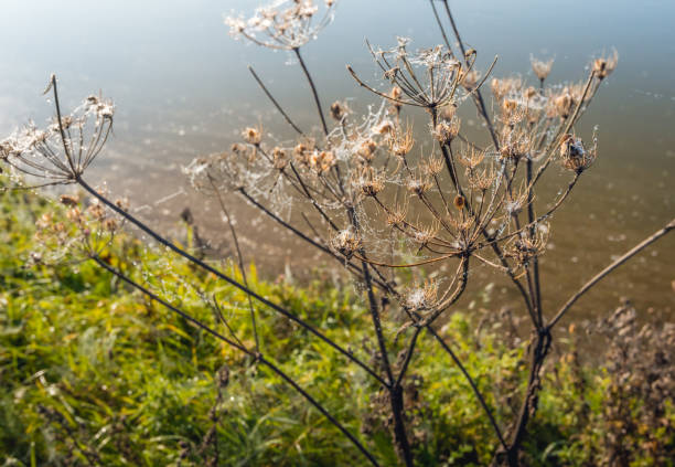 Withered cow parsley at the edge of a creek in early morning sunlight. It is autumn and cobwebs with small dew drops are between the plants.