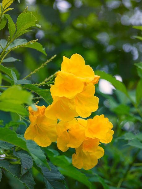 istock Golden trumpet, Allamanda cathartica. 869517114