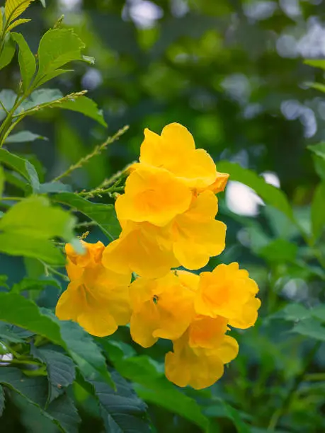 Golden trumpet, Allamanda cathartica , Beauty in nature.