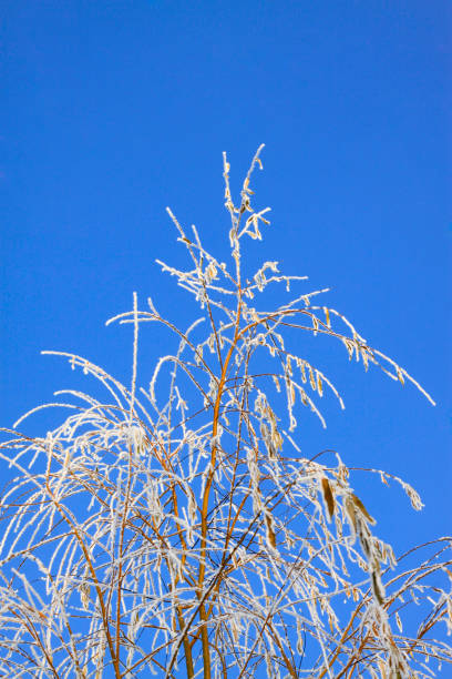 istock rime tree branches under the blue sky background, closeup of photo 869517568
