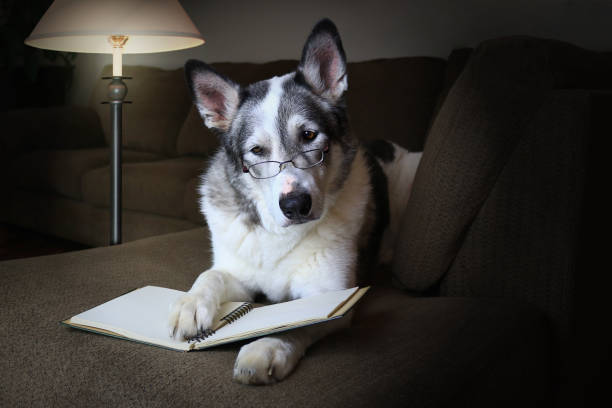 cane concentrato durante la lettura - dog education holding animal foto e immagini stock